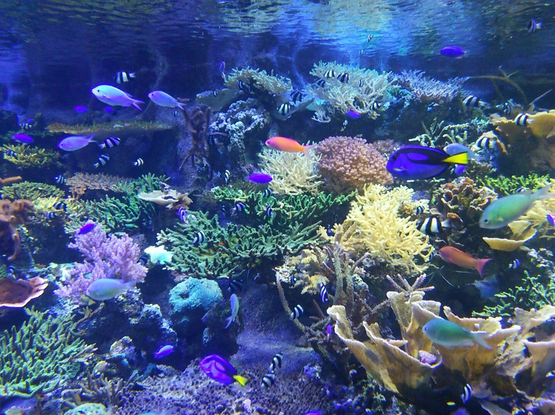 名古屋港水族馆景点图片