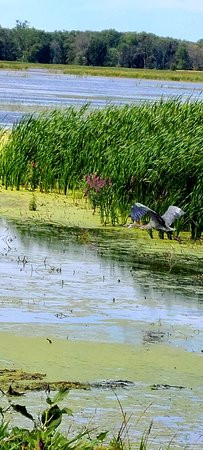 Montezuma National Wildlife Refuge景点图片
