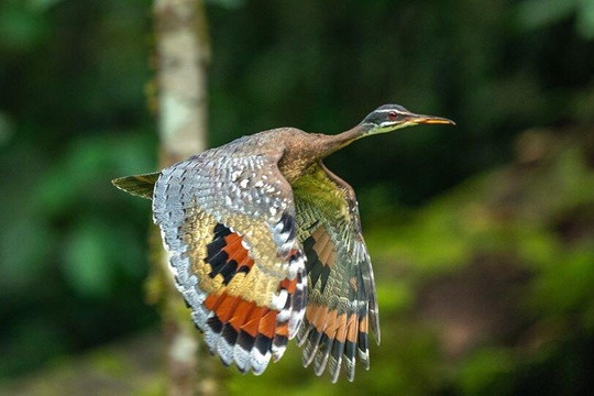 Punto Ornitológico Mindo