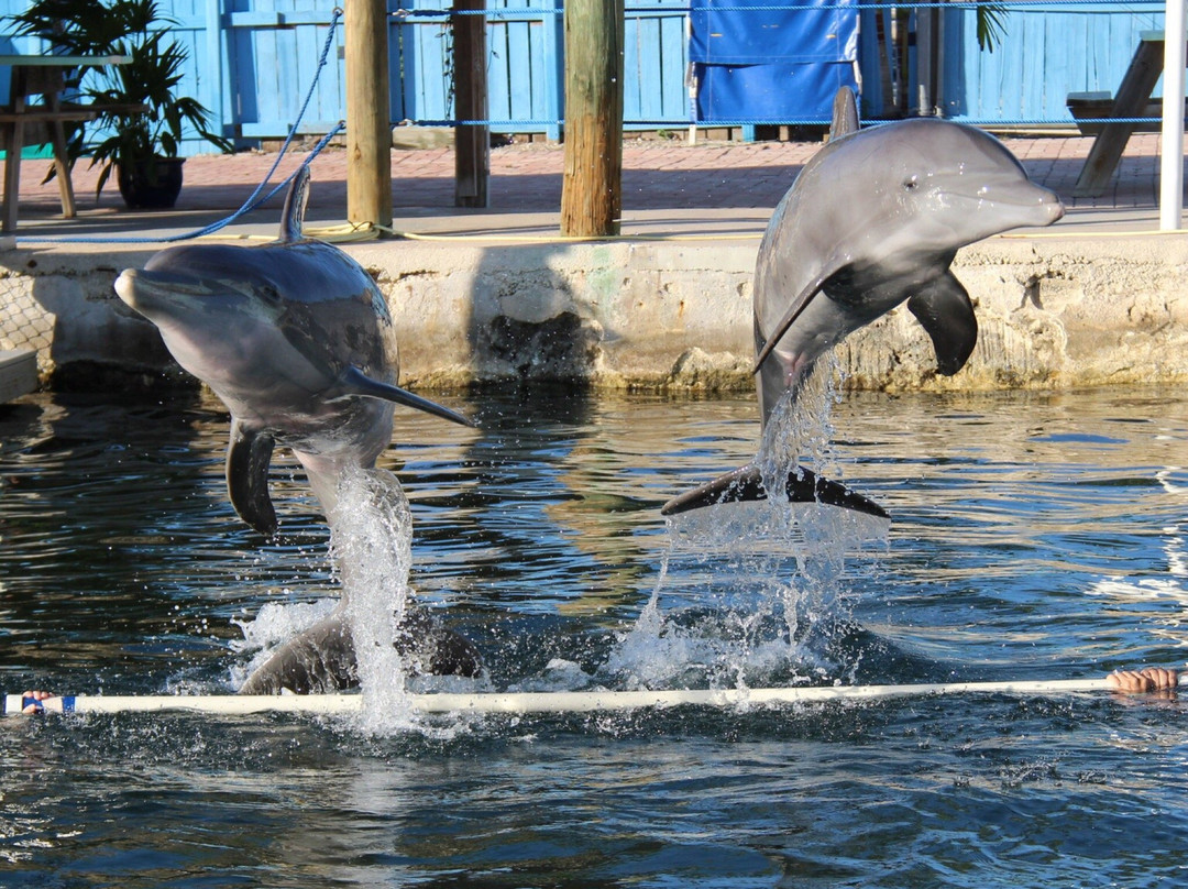Dolphins Plus Marine Mammal Responder景点图片