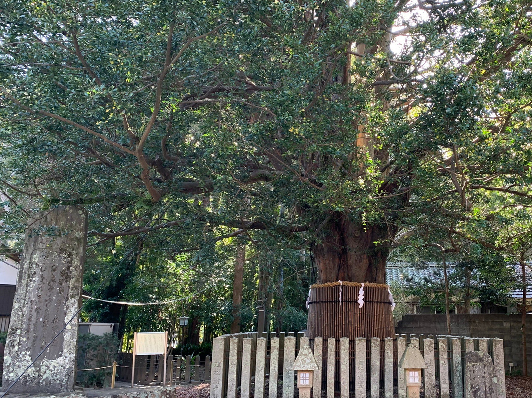 Kumano Hayatama Taisha Oshimboku Nagi