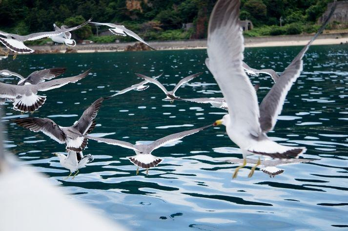 Sasakawa Flow Tourist Ship-村上市必去景点