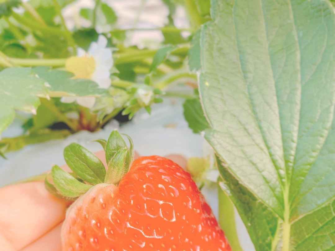 Strawberry Farm Yoichiro Farm-涩川市必去景点