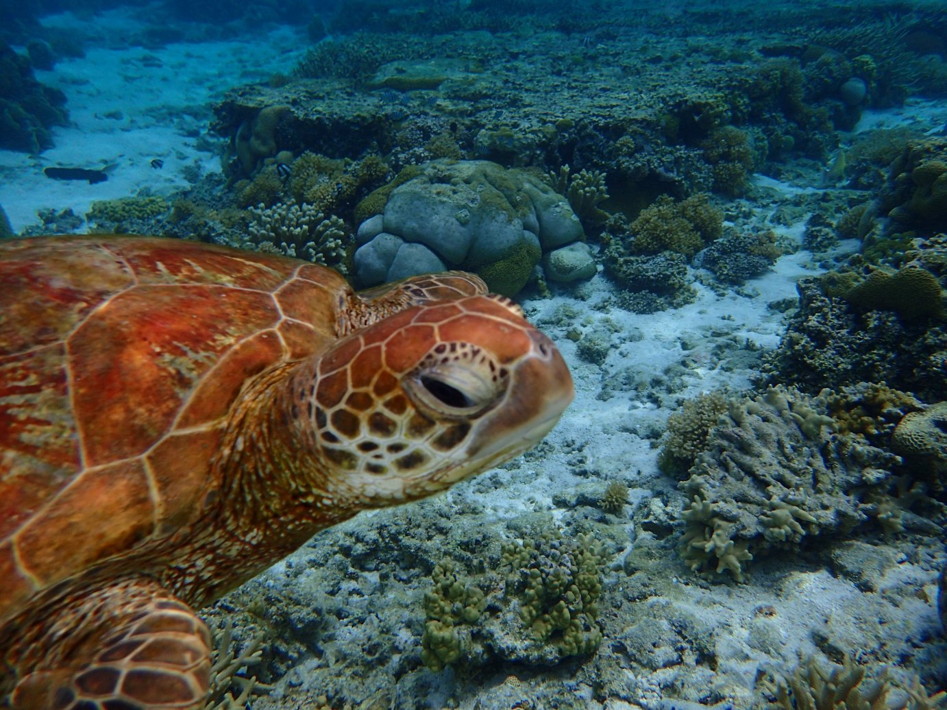 伊丽特女士岛度假村-泳池