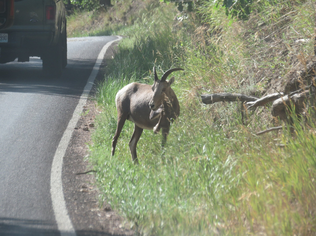 Peter Norbeck Scenic Byway-卡斯特必去景点