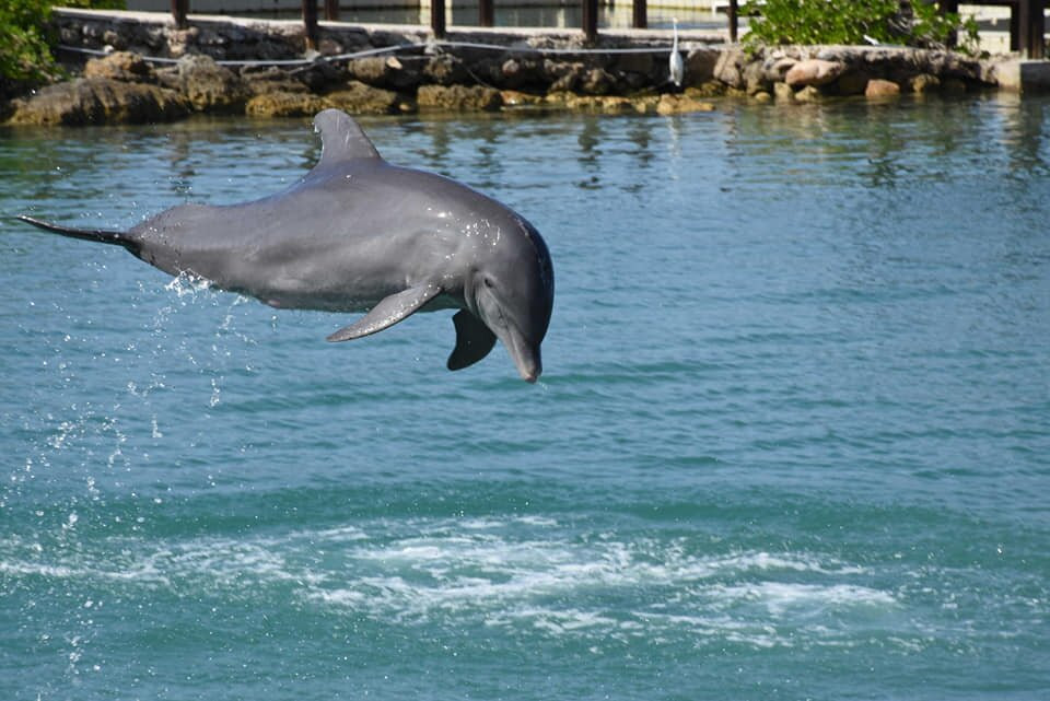 Dolphin Cove Montego Bay景点图片
