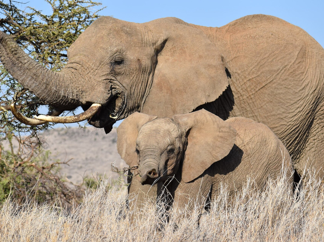 LULU AFRICAN SAFARIS LTD.-阿鲁沙必去景点