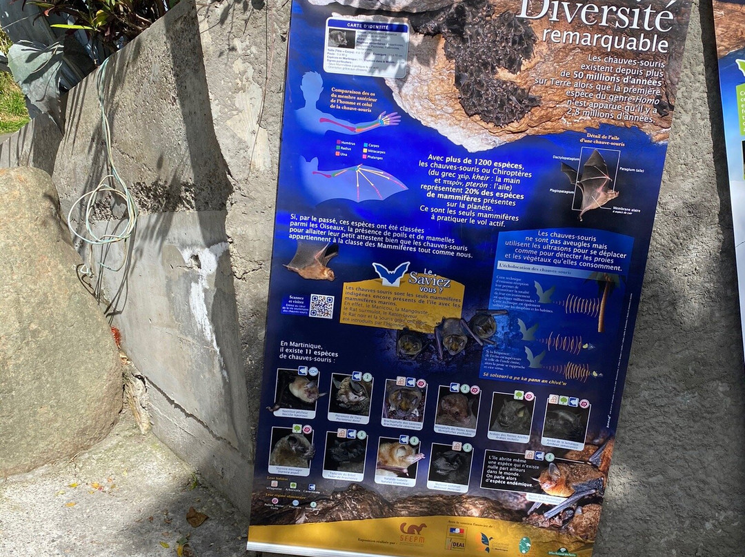 La Grotte Aux Chauve-souris-Riviere-Pilote必去景点
