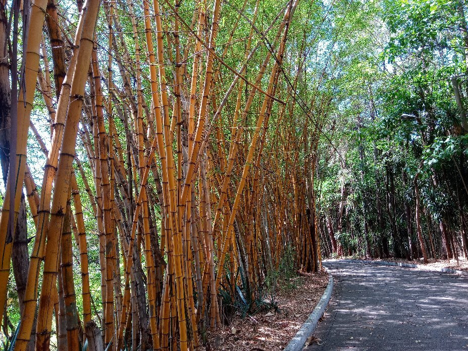 Parque Natural Chico Mendes-索罗卡巴必去景点