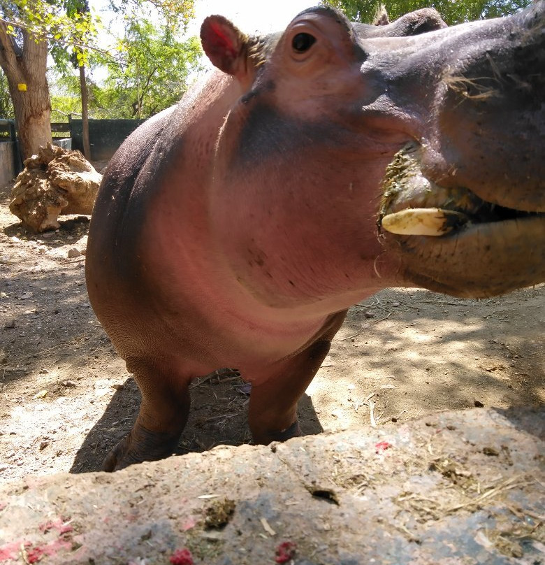 Zoologico de Chihuahua-Aldama必去景点