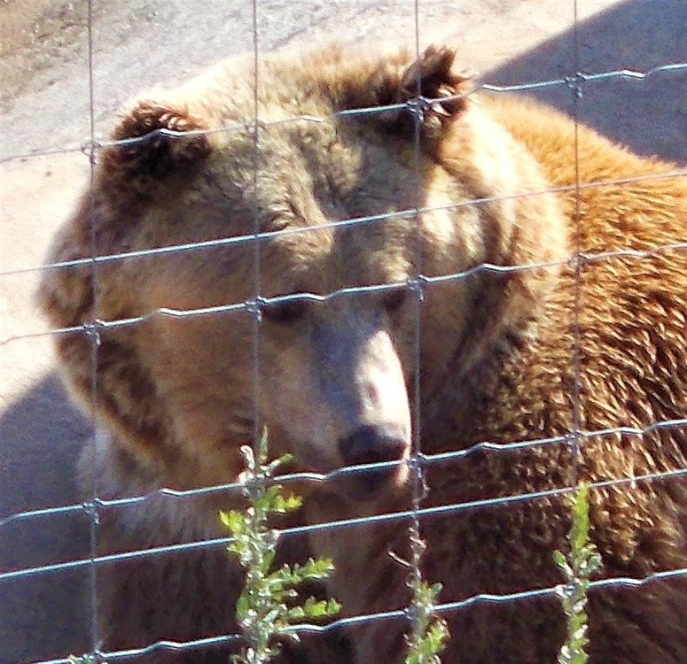 Wild Animal Sanctuary-Keenesburg必去景点
