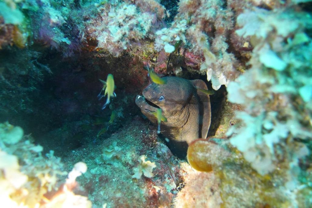 Haliotis Dive Centre Santa Maria-波尔图镇必去景点