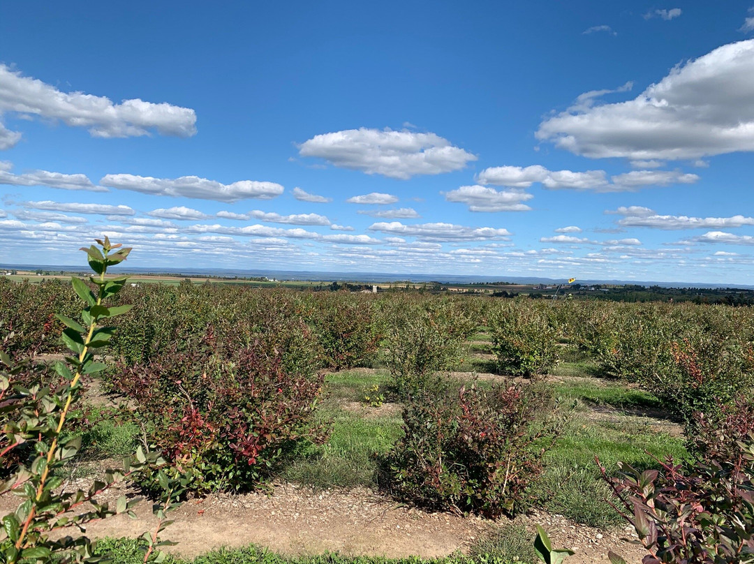 Tug Hill Vineyards-Lowville必去景点