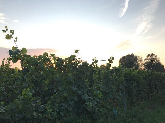 Zilver Cruys Winery景点图片
