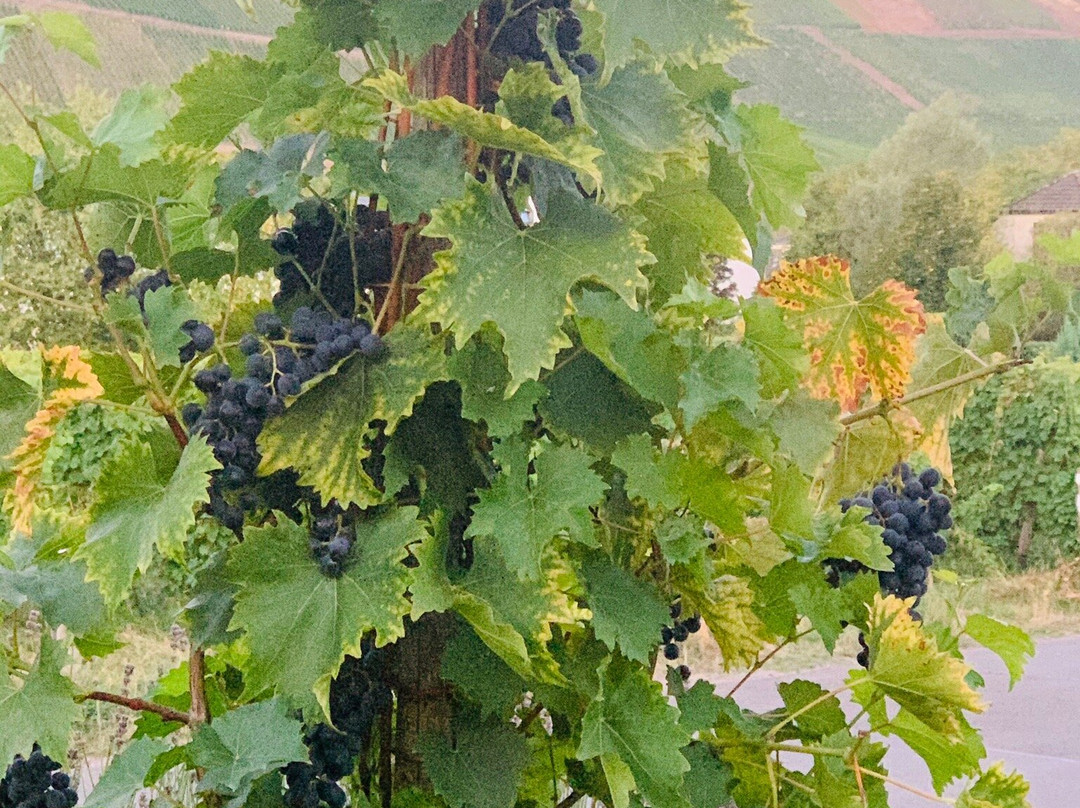 WeinKulturgut Longen-Schloder主图