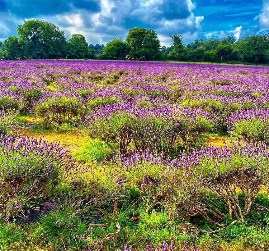 Mayfield Lavender Farm景点图片