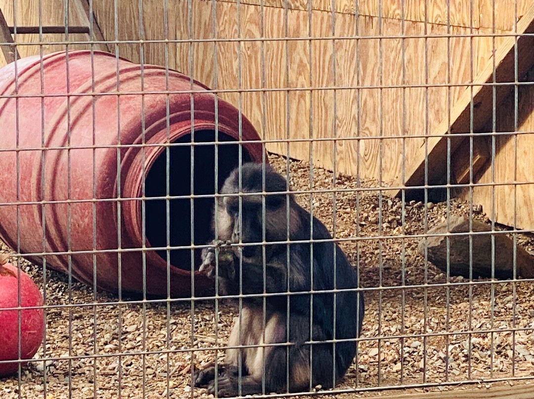 Luray Zoo - A Rescue Zoo-卢雷必去景点