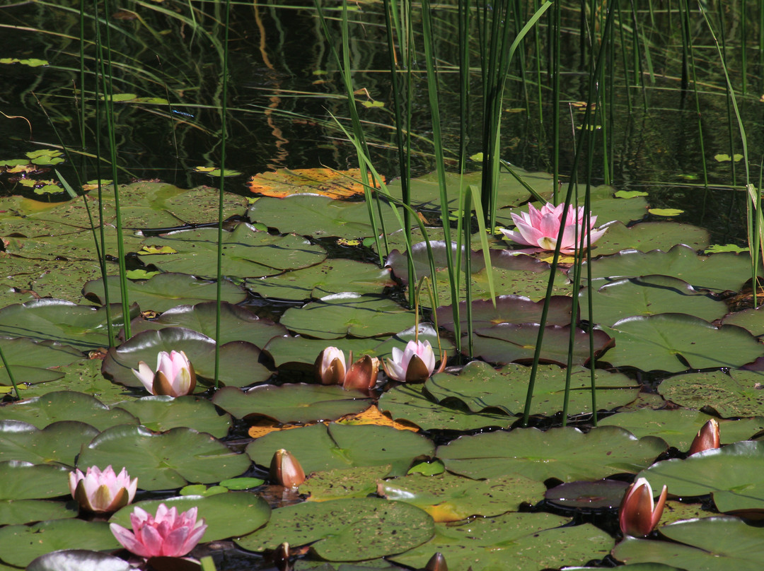 Naturfreibad Lenggries景点图片