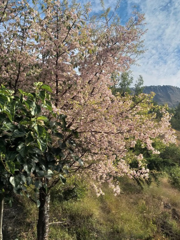 Sari旅游攻略图片