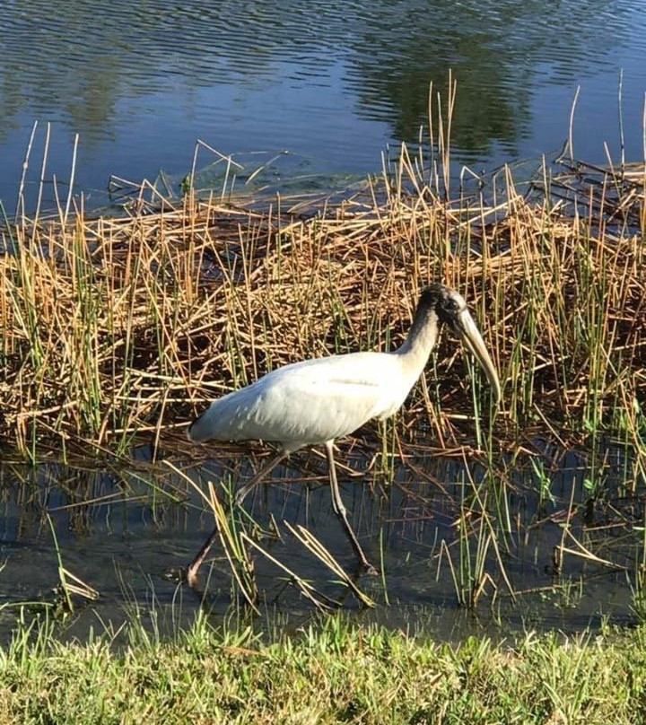 The Groves Golf and Country Club-Land O Lakes必去景点