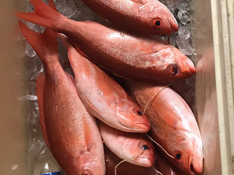 Sea Love Charters-Saint Augustine Beach必去景点