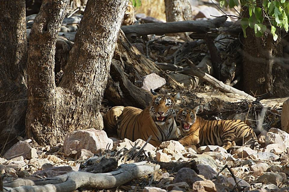 Ranthambhore excursion-瑟瓦伊马托布尔必去景点