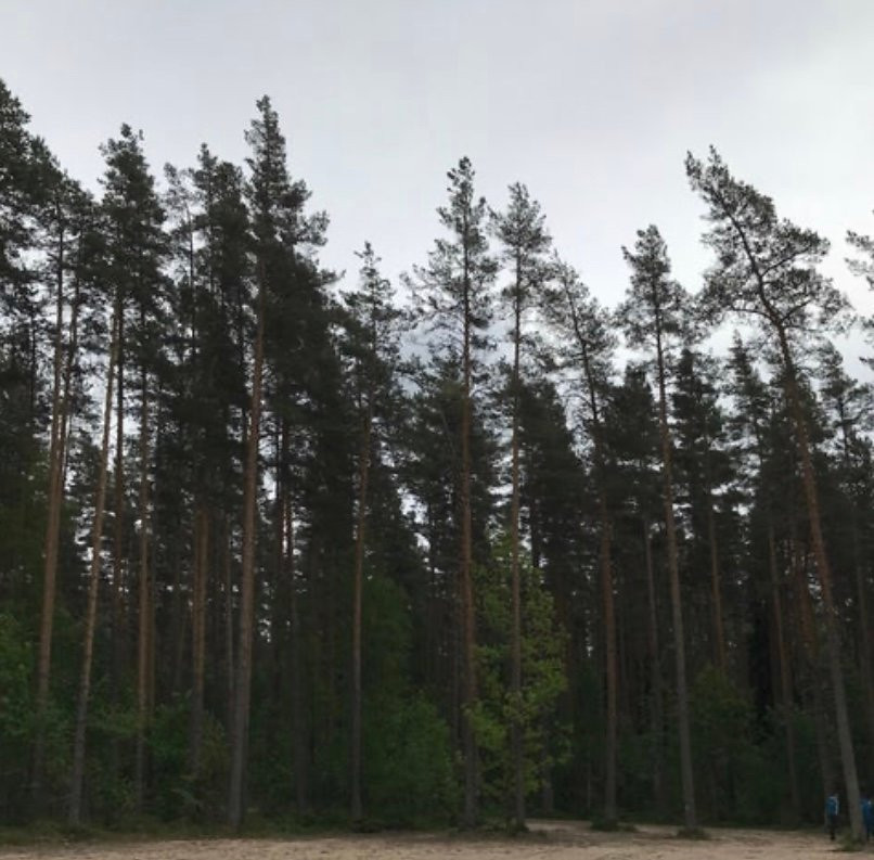 Norway Park Okunyovaya景点图片