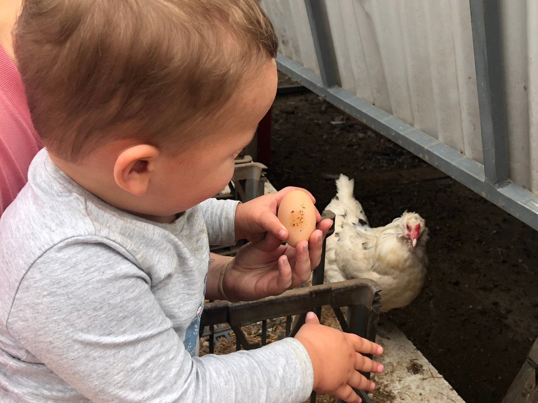 The Grandhouse York B&B主图