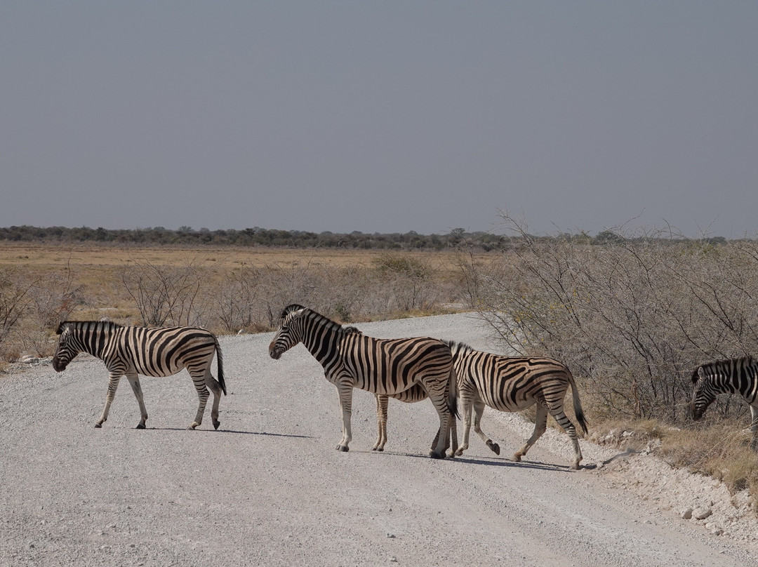 Etosha Pan景点图片