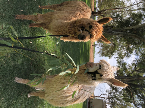 Mioshi Park Alpacas