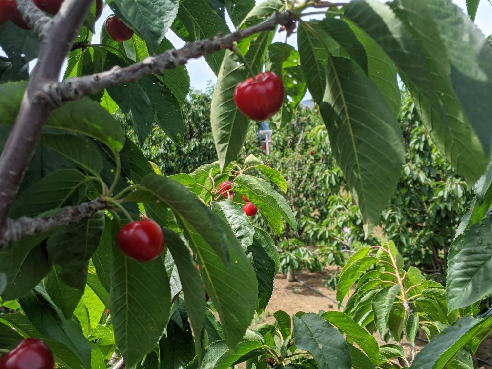 Mike's U-pick Cherries