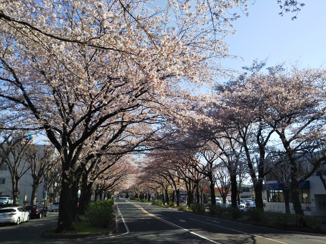 Sagamihara City Hall Sakura Street-相模原市必去景点