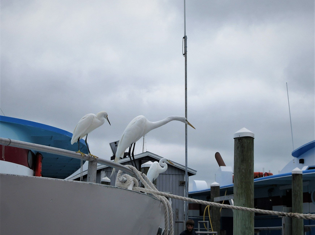 Clearwater Beach Marina-克利尔沃特必去景点