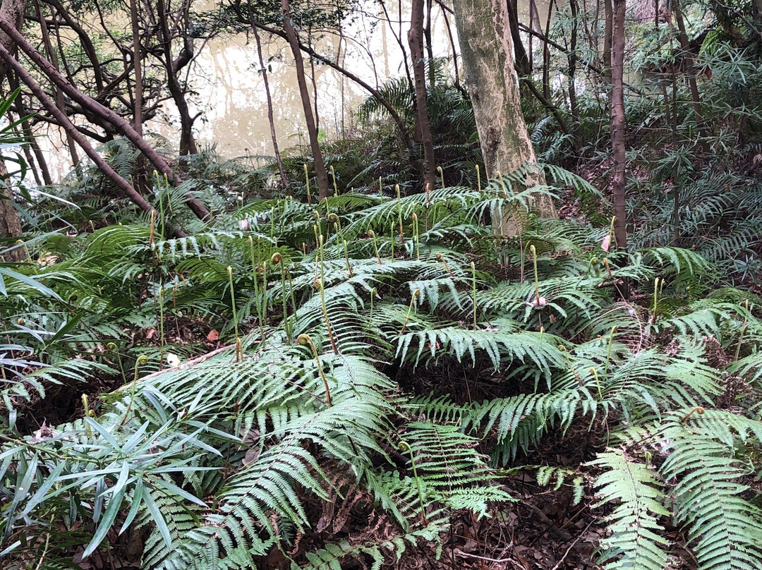 Hongu Shrine-常滑市必去景点