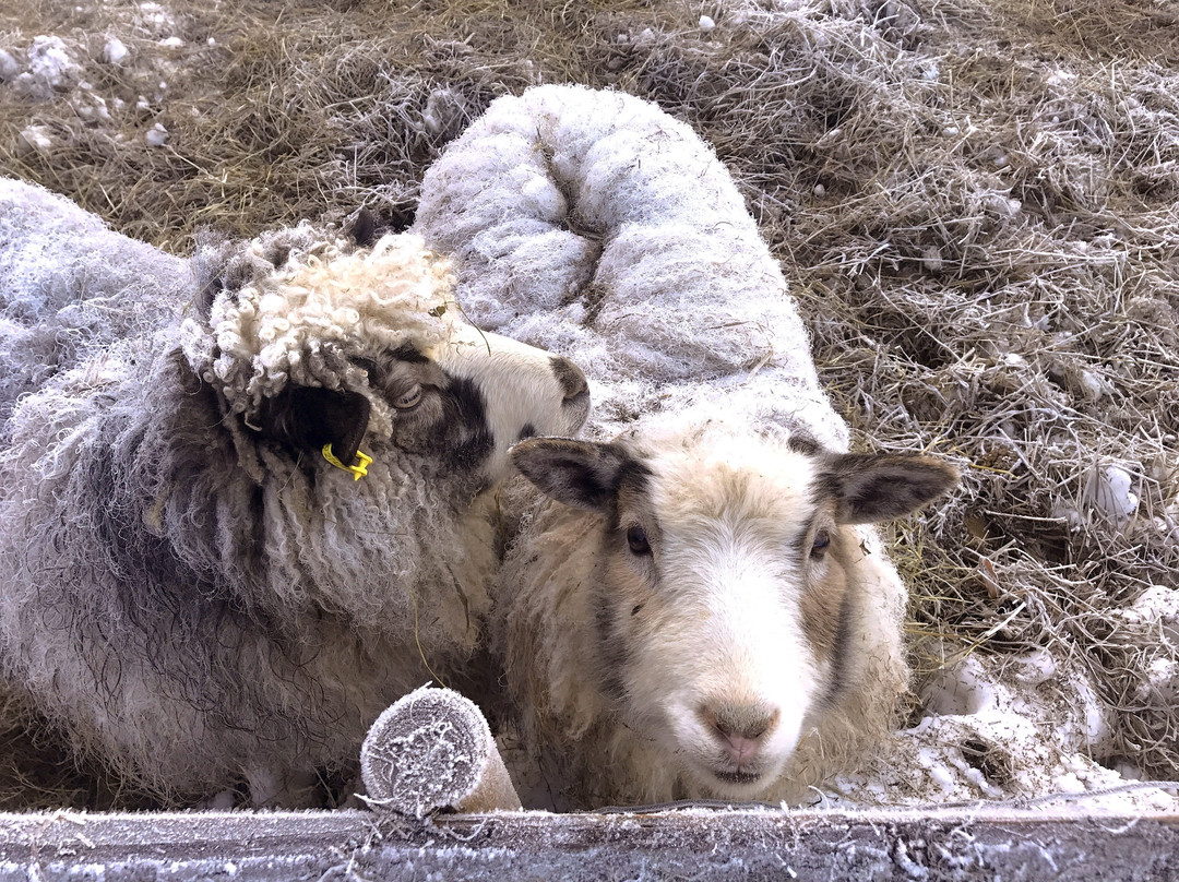 Sorbraten Farm-奥斯陆必去景点