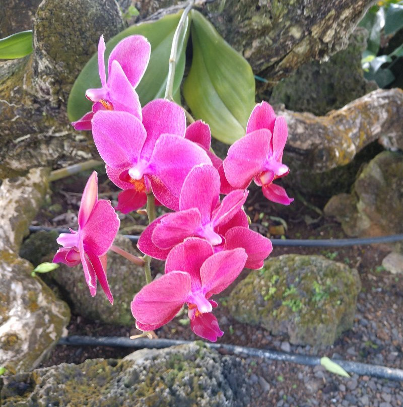 Moir Gardens-坡伊普必去景点