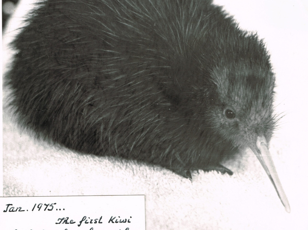 Ōtorohanga Kiwi House景点图片