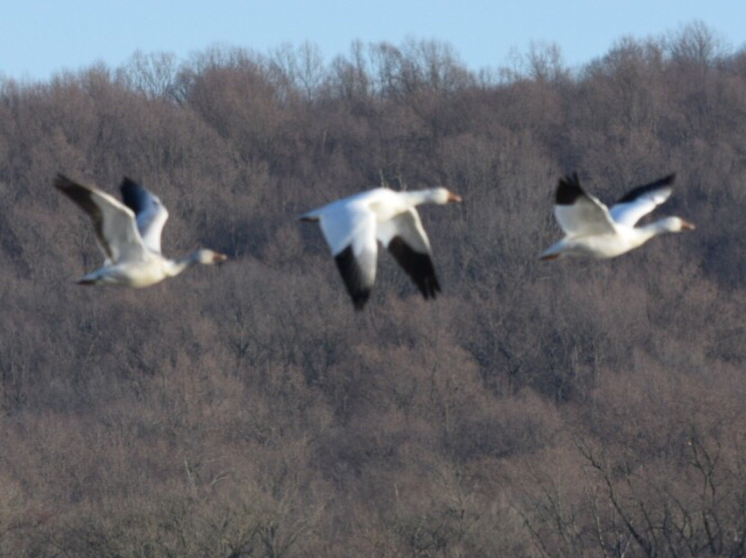 Middle Creek Wildlife Management Area景点图片