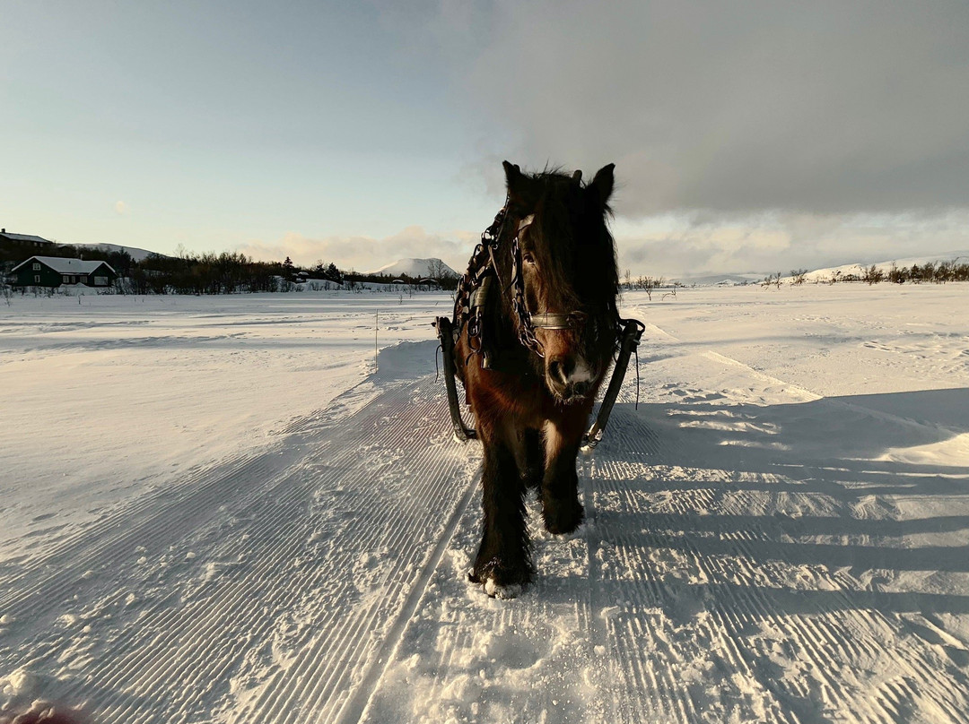 Venabustallen Horse Riding-Venabygd必去景点