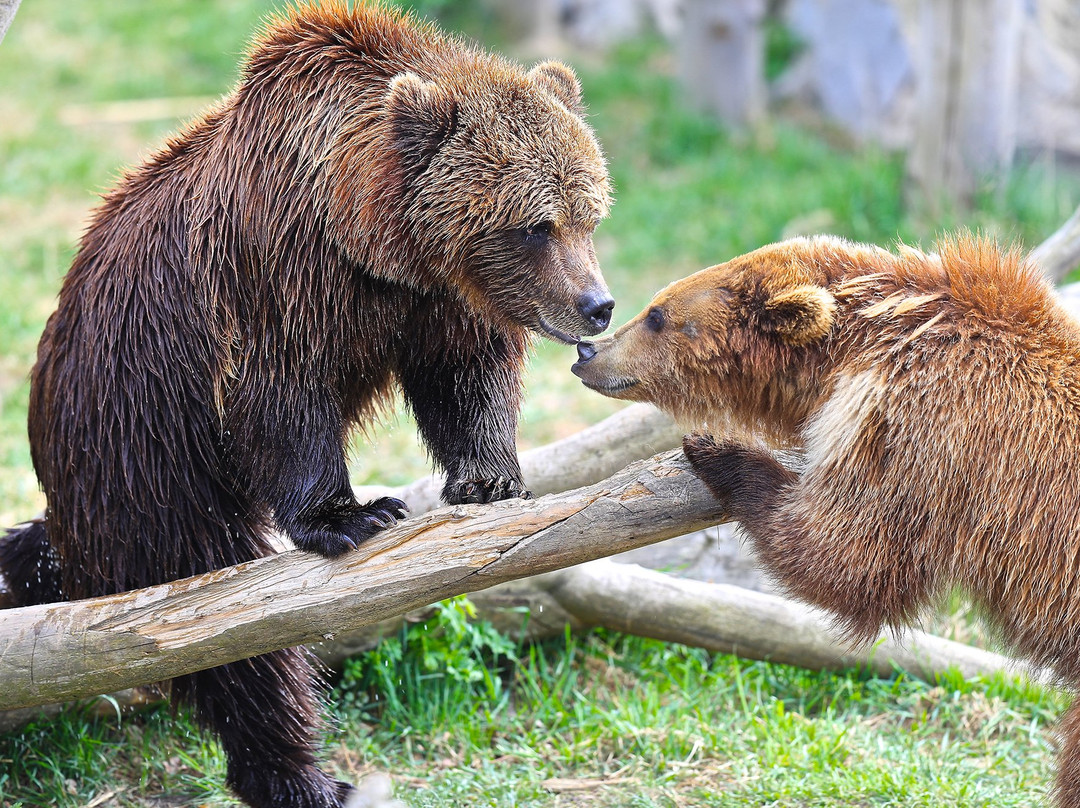 Berezivka旅游攻略图片