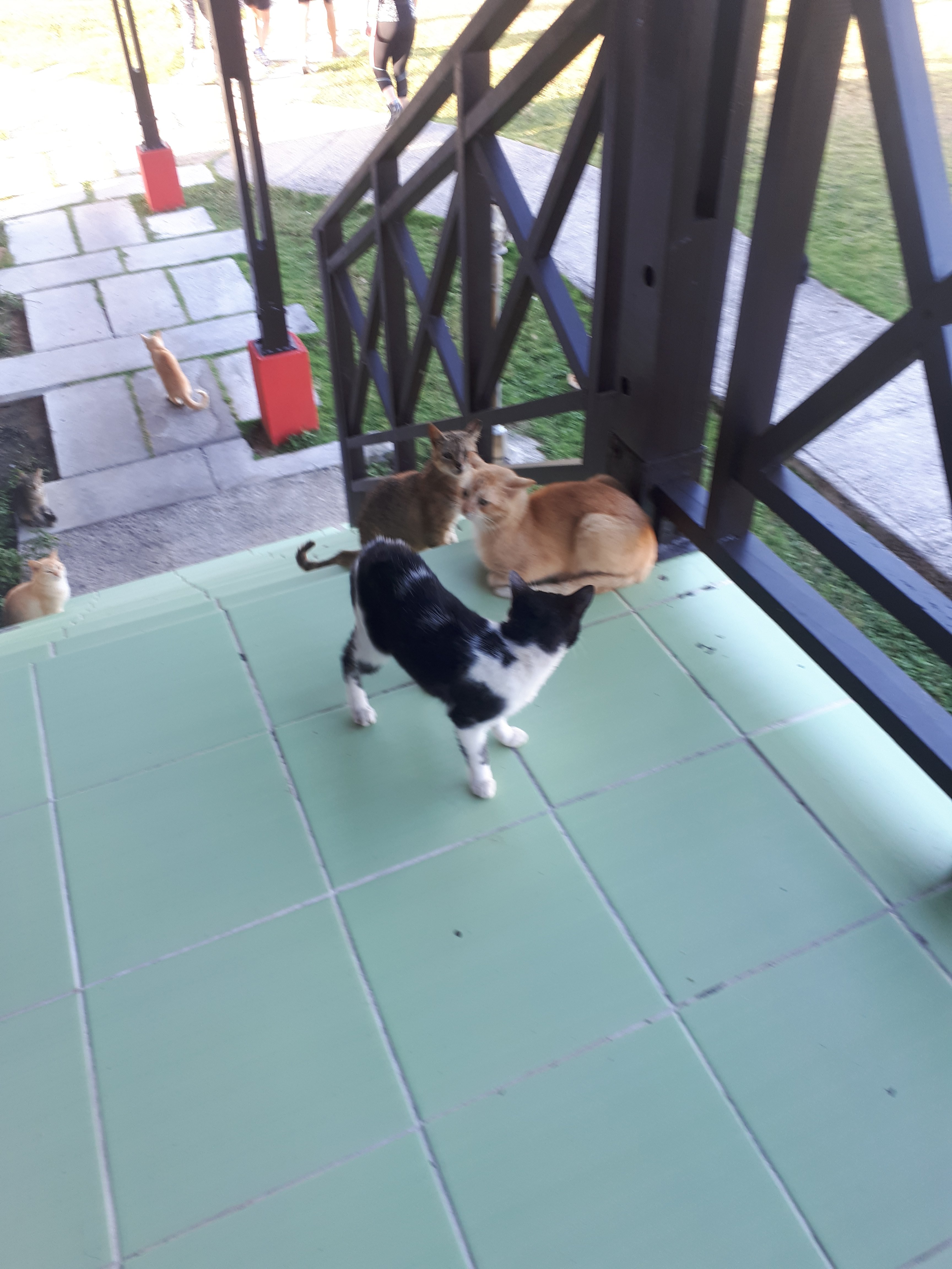 Hotel Maria La Gorda-官方