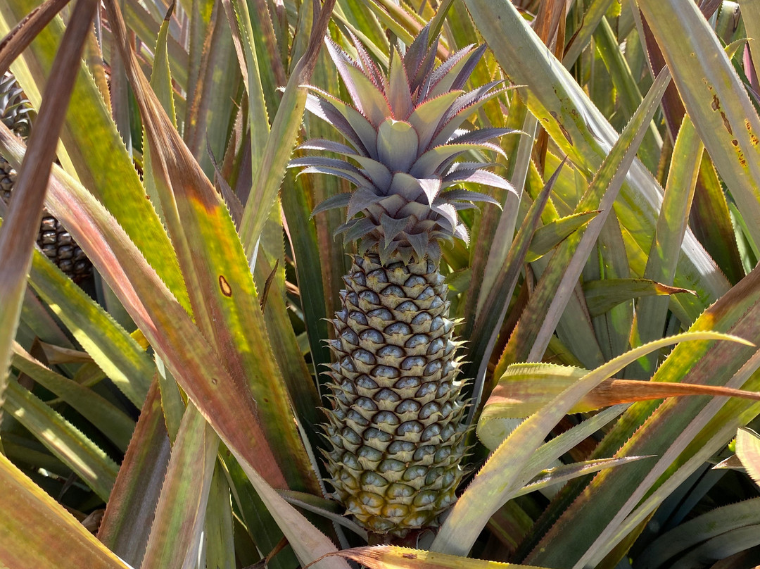 Claremont Farms-Old Road必去景点