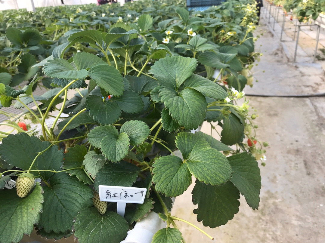 Strawberry Farm-寒河江市必去景点