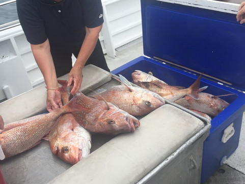 Blue Sea Charters-派希亚必去景点