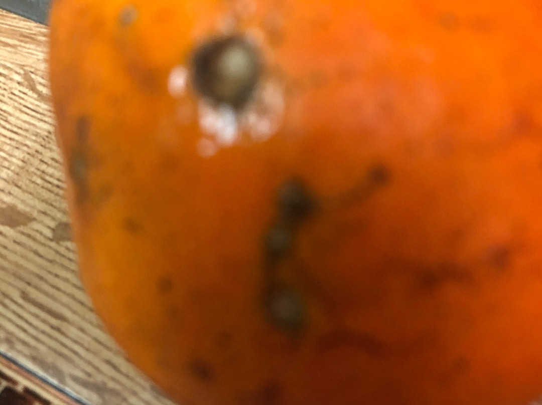 Jennings Citrus-Oxford必去景点