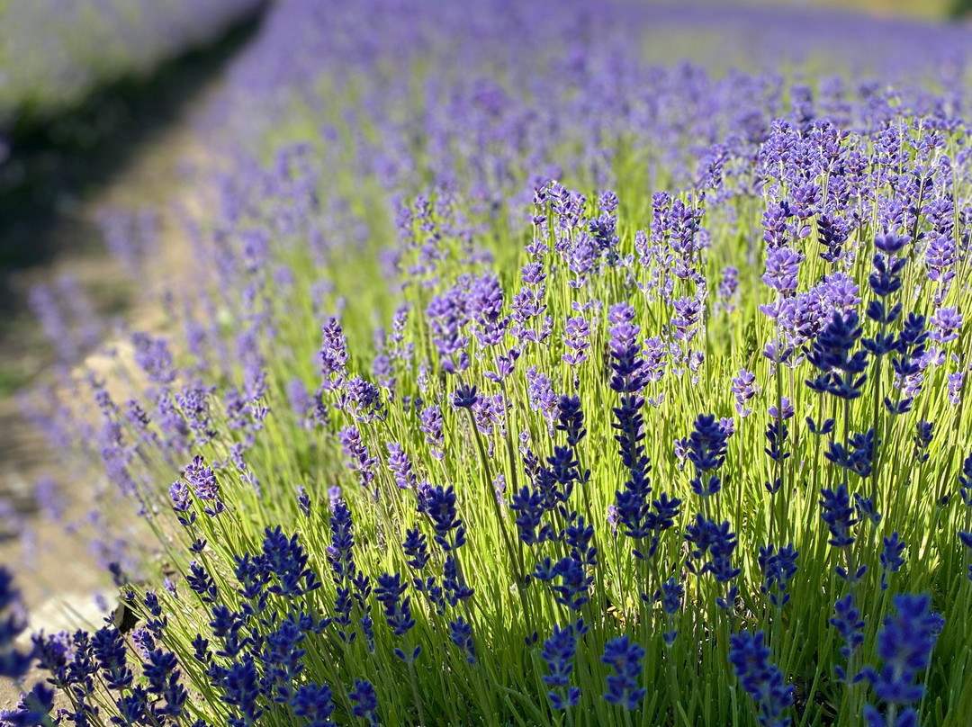 New Zealand Alpine Lavender景点图片
