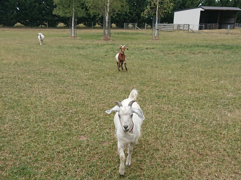 Farmers Coner-基督城必去景点