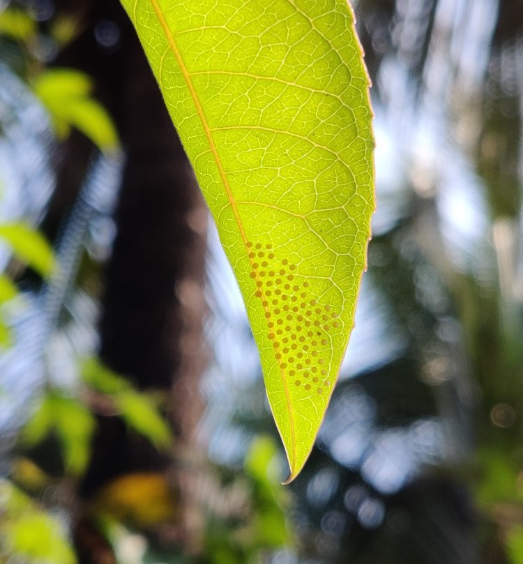 Butterfly park - Ovalekar Wadi景点图片