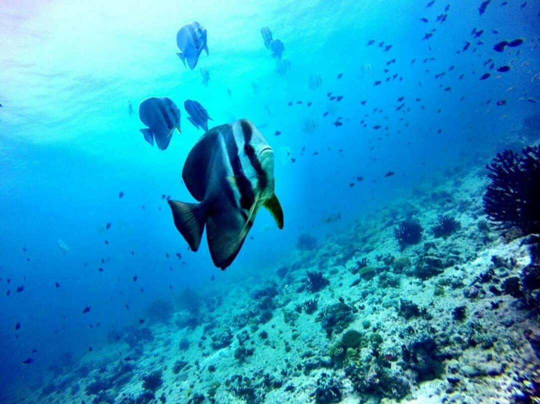 Maldives Diving Loabi-Fenfushi Island必去景点
