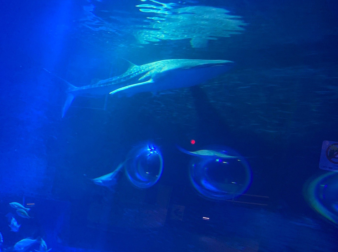 Notojima Aquarium景点图片